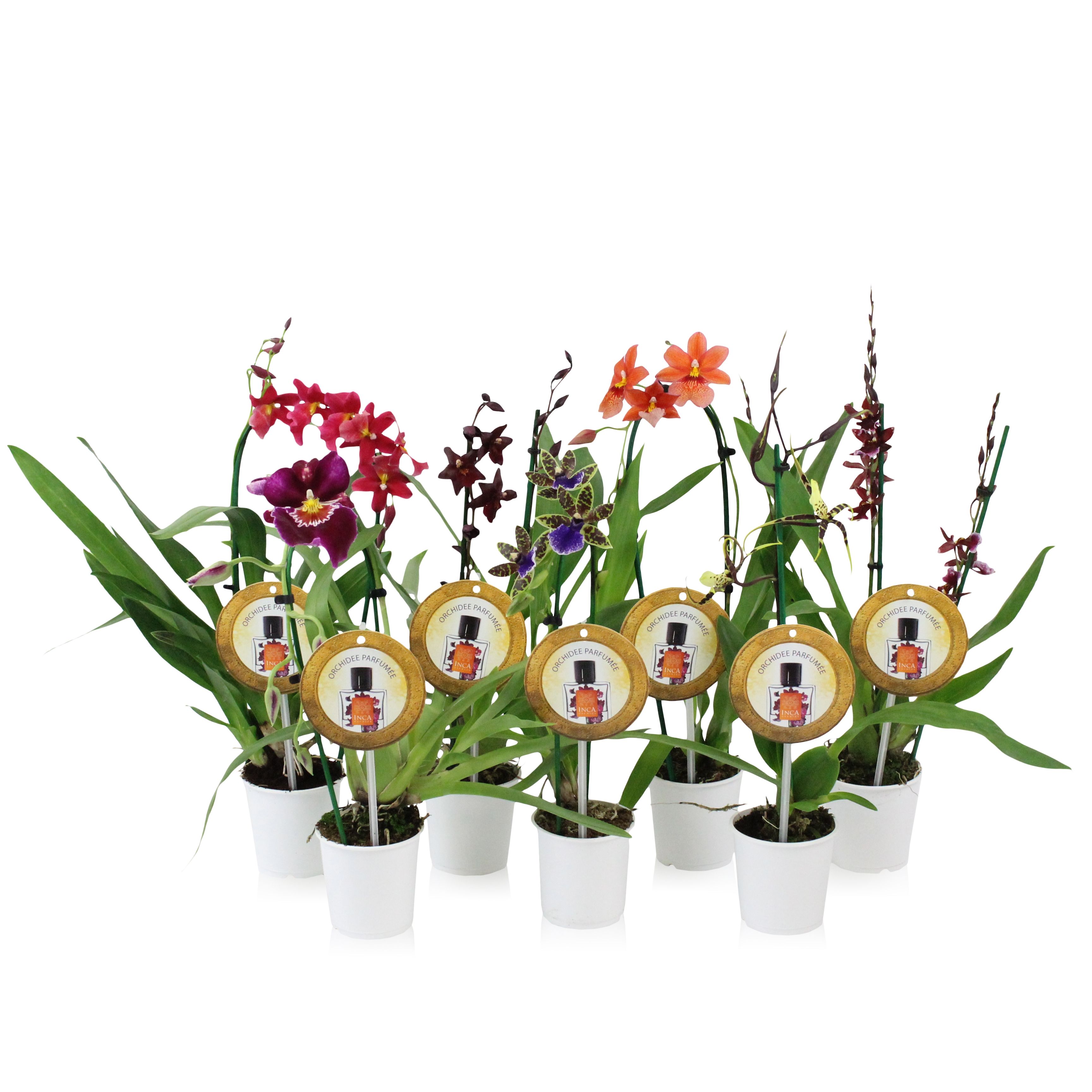 Inca Orchid mix Parfumee 9cm incl. cascade, D 9