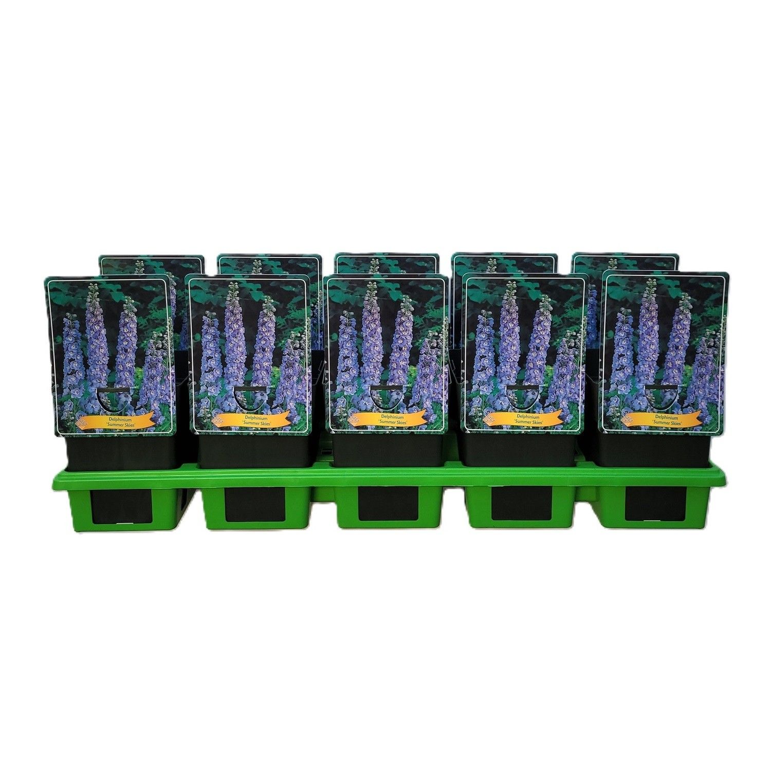 Delphinium 'Summer Skies' P11, D 11