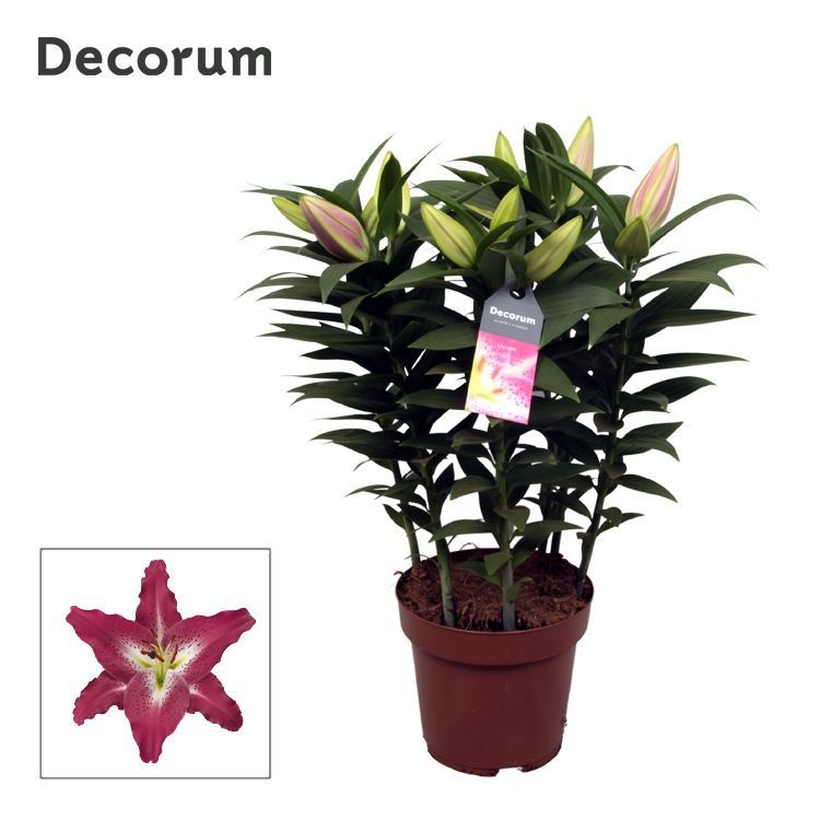Lilium Or Entertainer 19cm, D 19