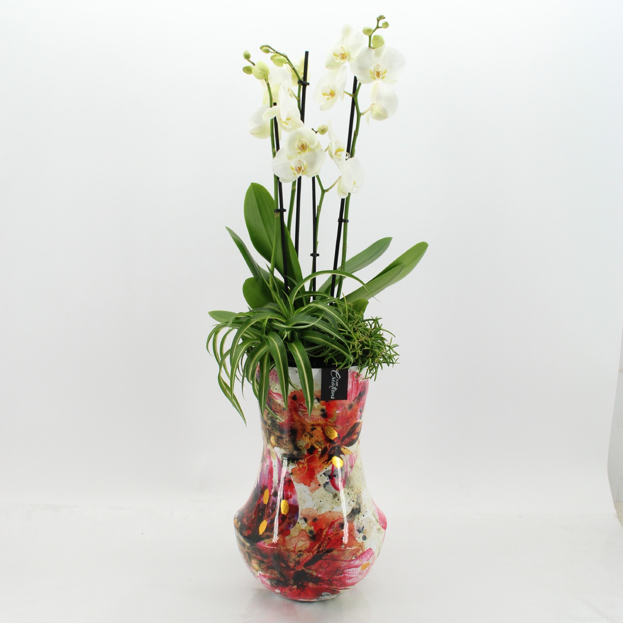 LICR-2613W Limited Edition Phalaenopsis, D 27