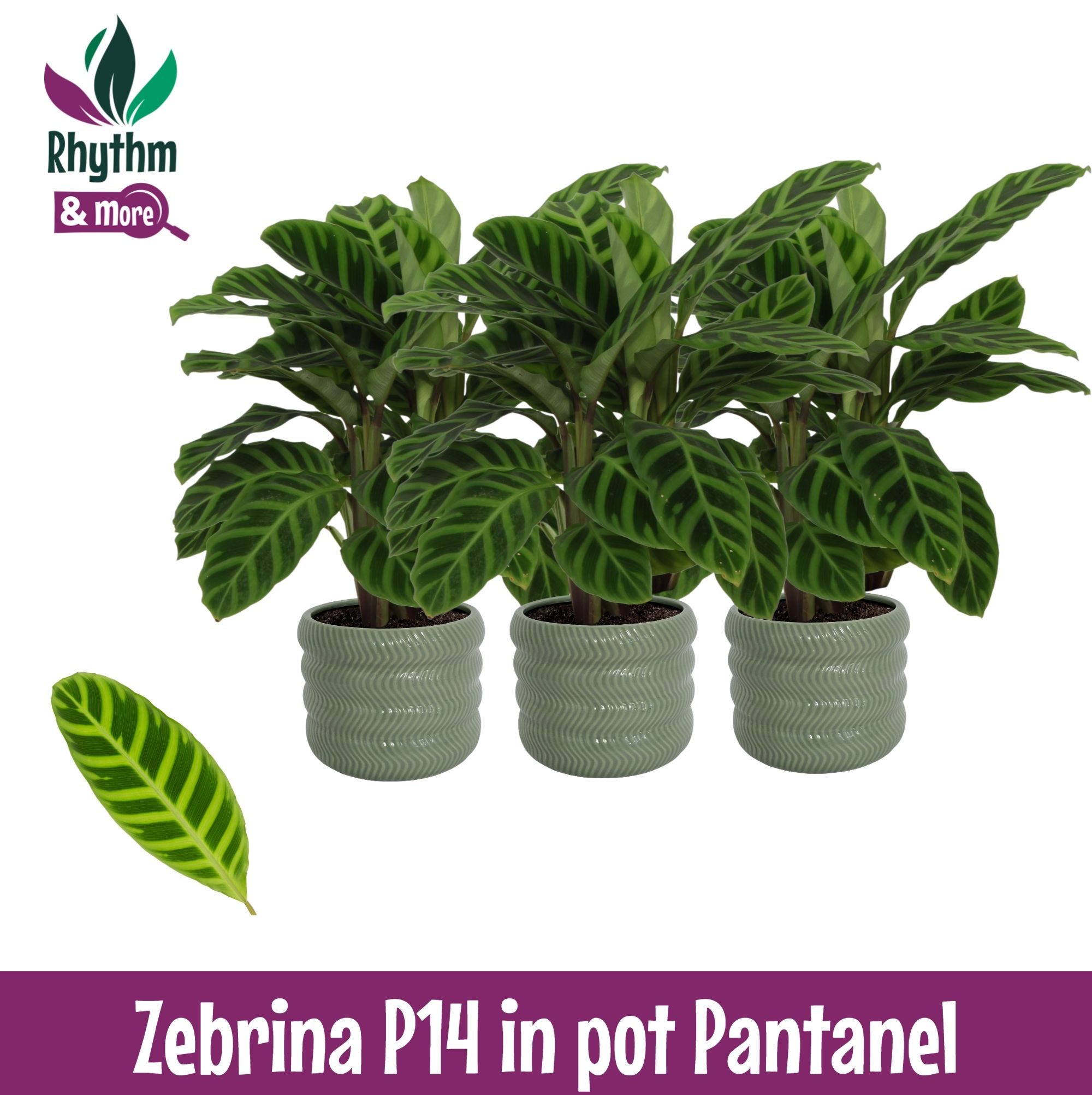 Calathea 14cm Zebrina in Pantanel Keramiek - Rhythm & More, D 14