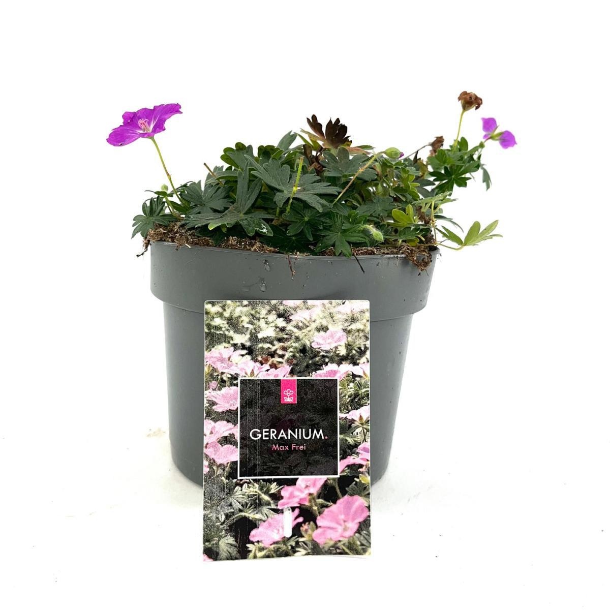 Geranium sang. 'Max Frei', D 17