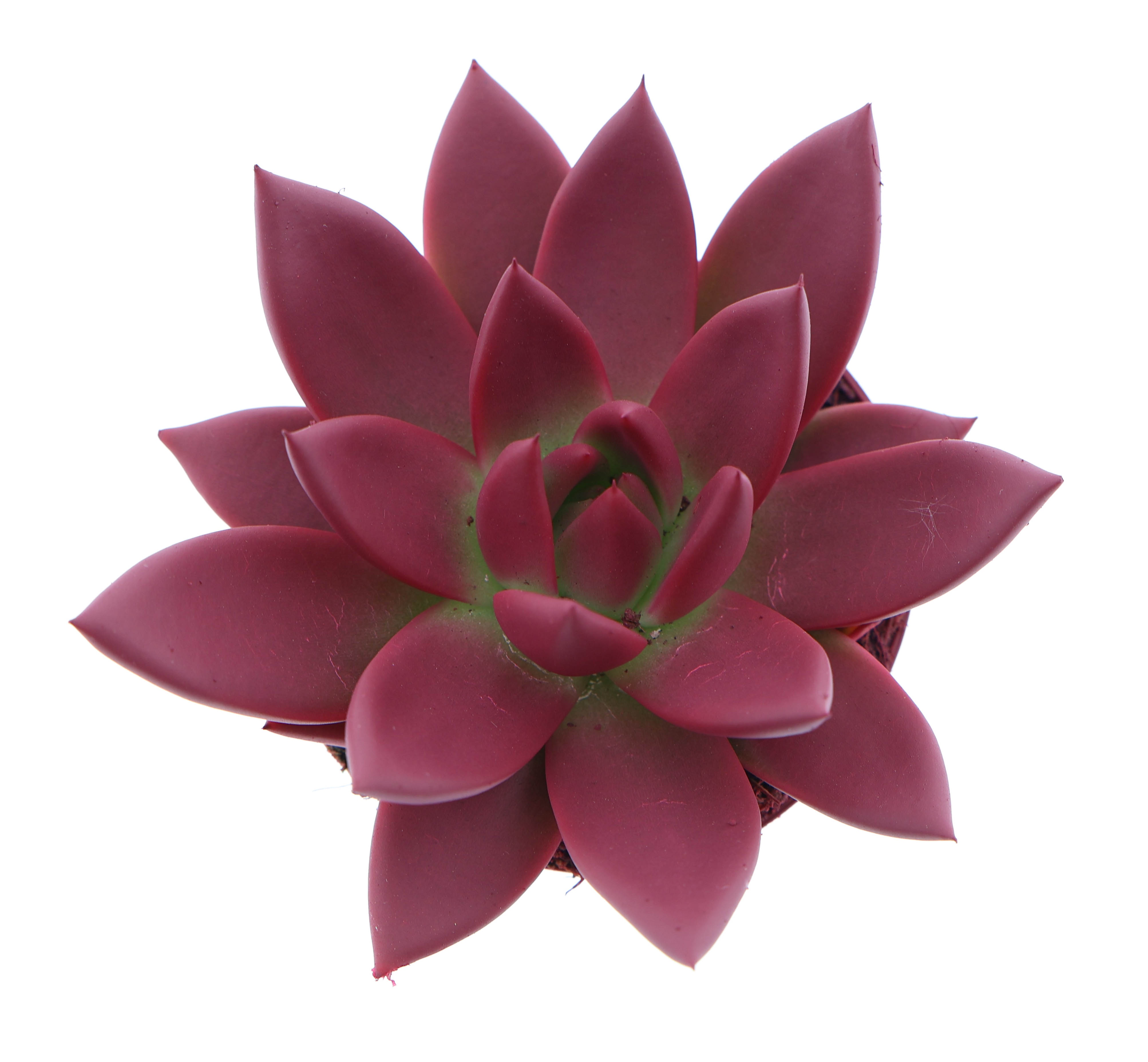 Rainbow bordeaux red, D 8,5