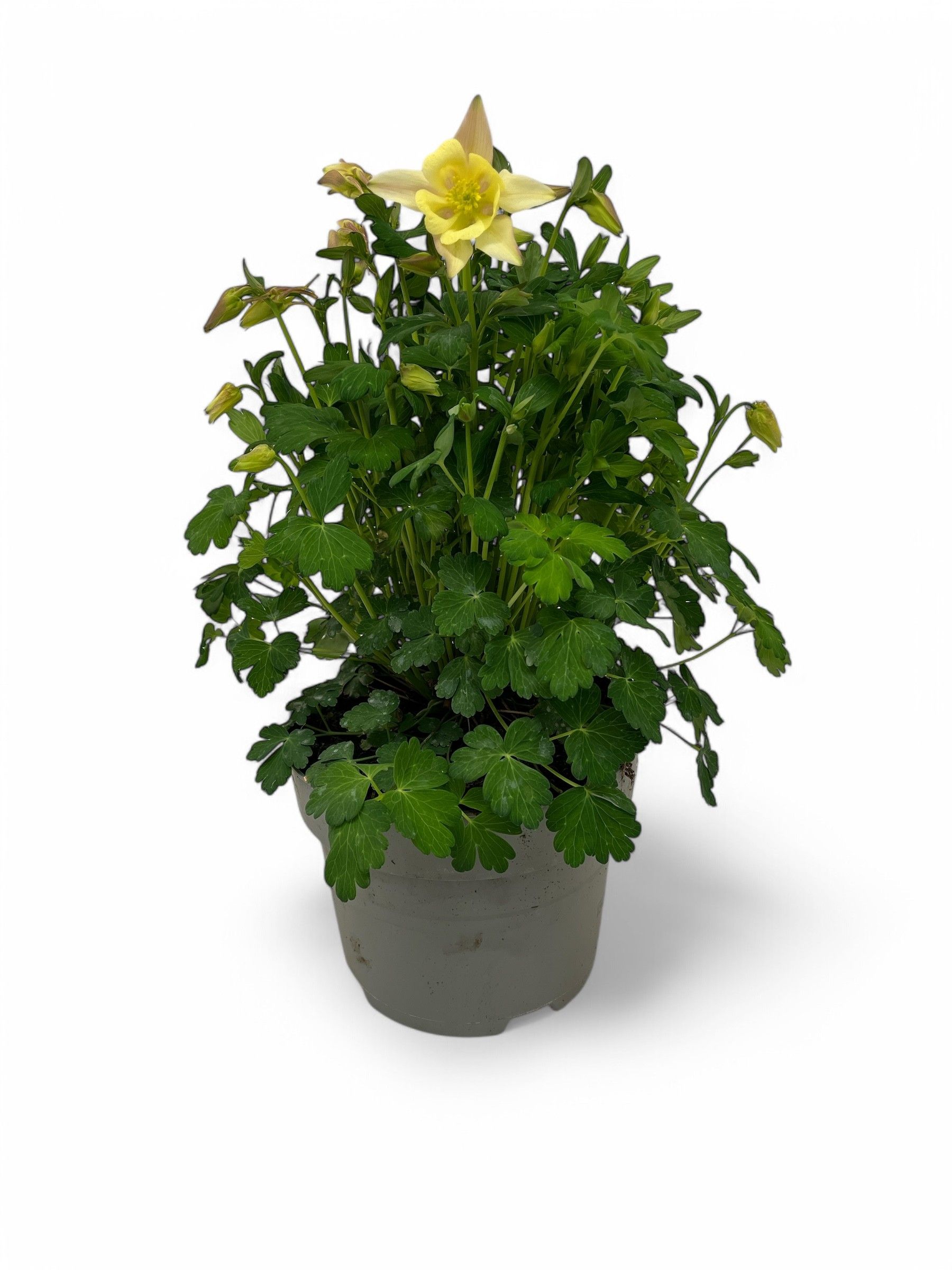 Aquilegia Earlybird Yellow, D 19