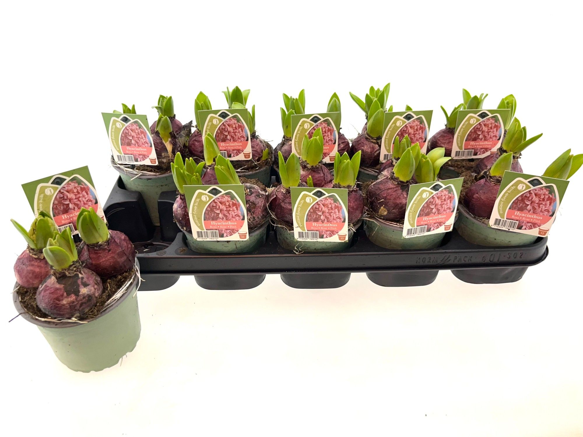 Hyacint roze 12 cm, D 12