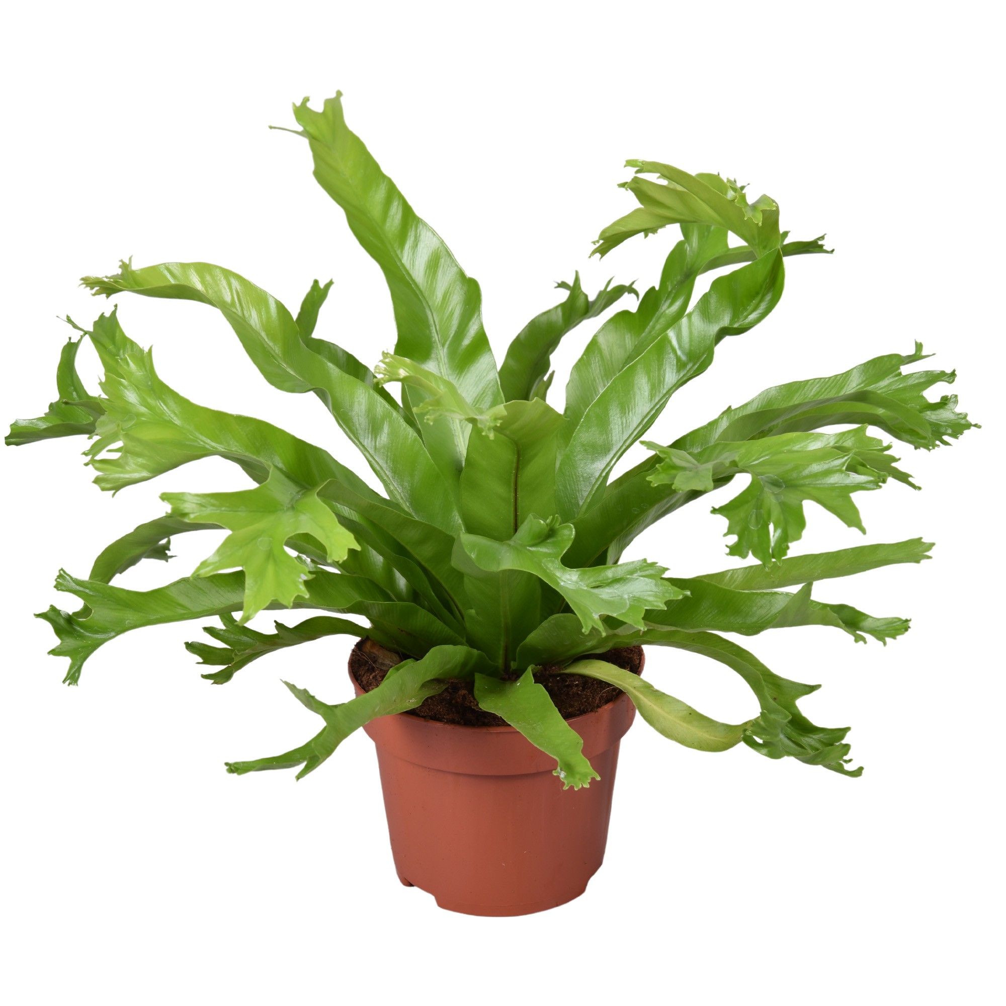 Asplenium Crissie, D 12