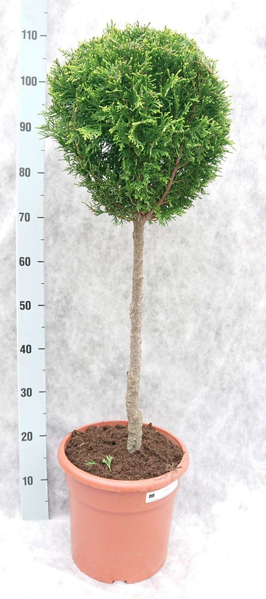 Cham. law. Ilona 100 Op Stam, D 26