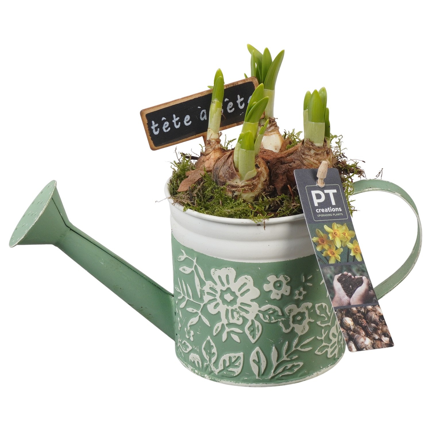 PTN8565 Arrangement Narcissus in zink gieter, D 11