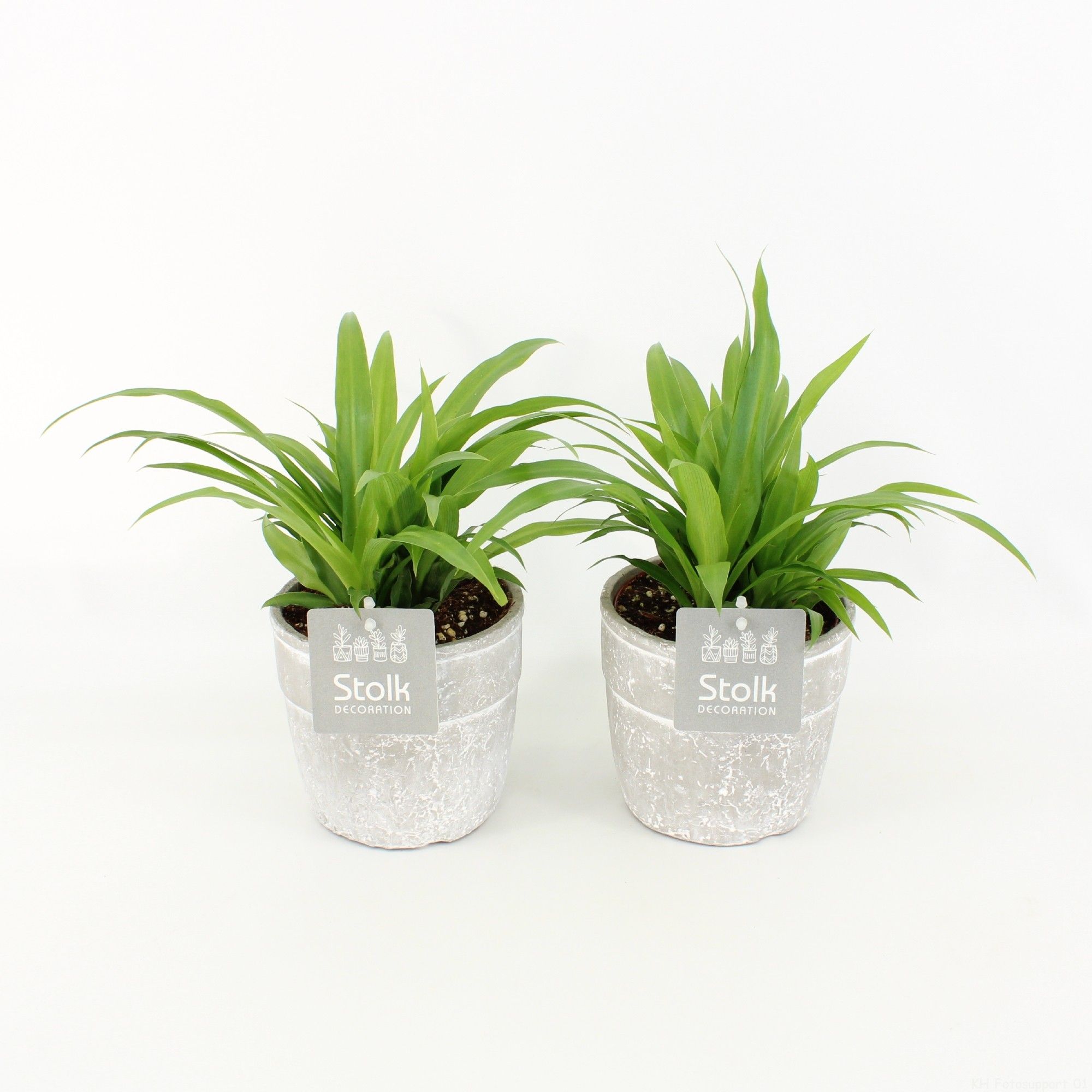 Chlorophytum Lemon in Stone Look Pot, D 13