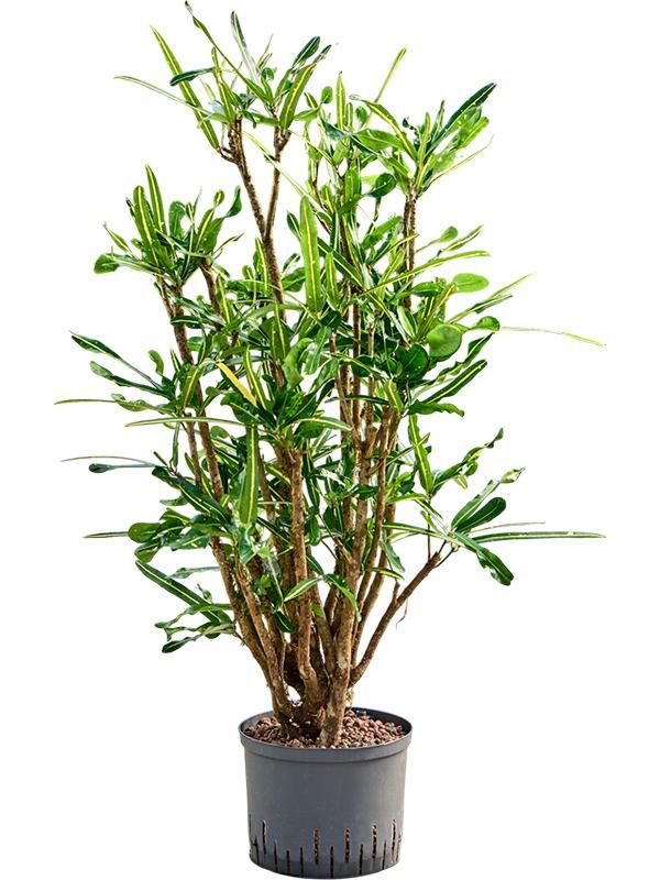 Croton (Codiaeum) variegatum 'Banana', D 25