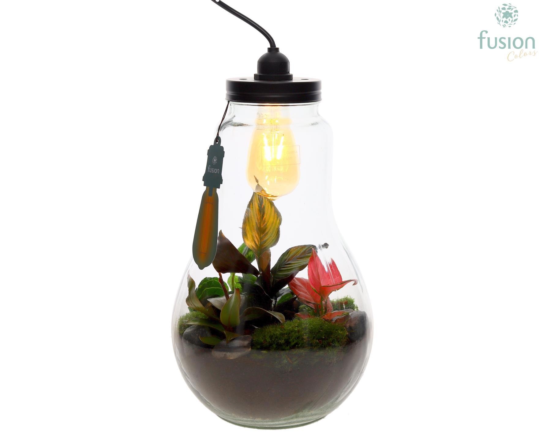 Glas Terrarium XXL met verlichting met Trendy groene planten, D 24