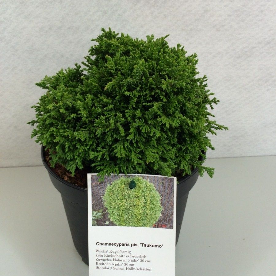 Chamaecyparis pisifera 'Tsukumo', D 19