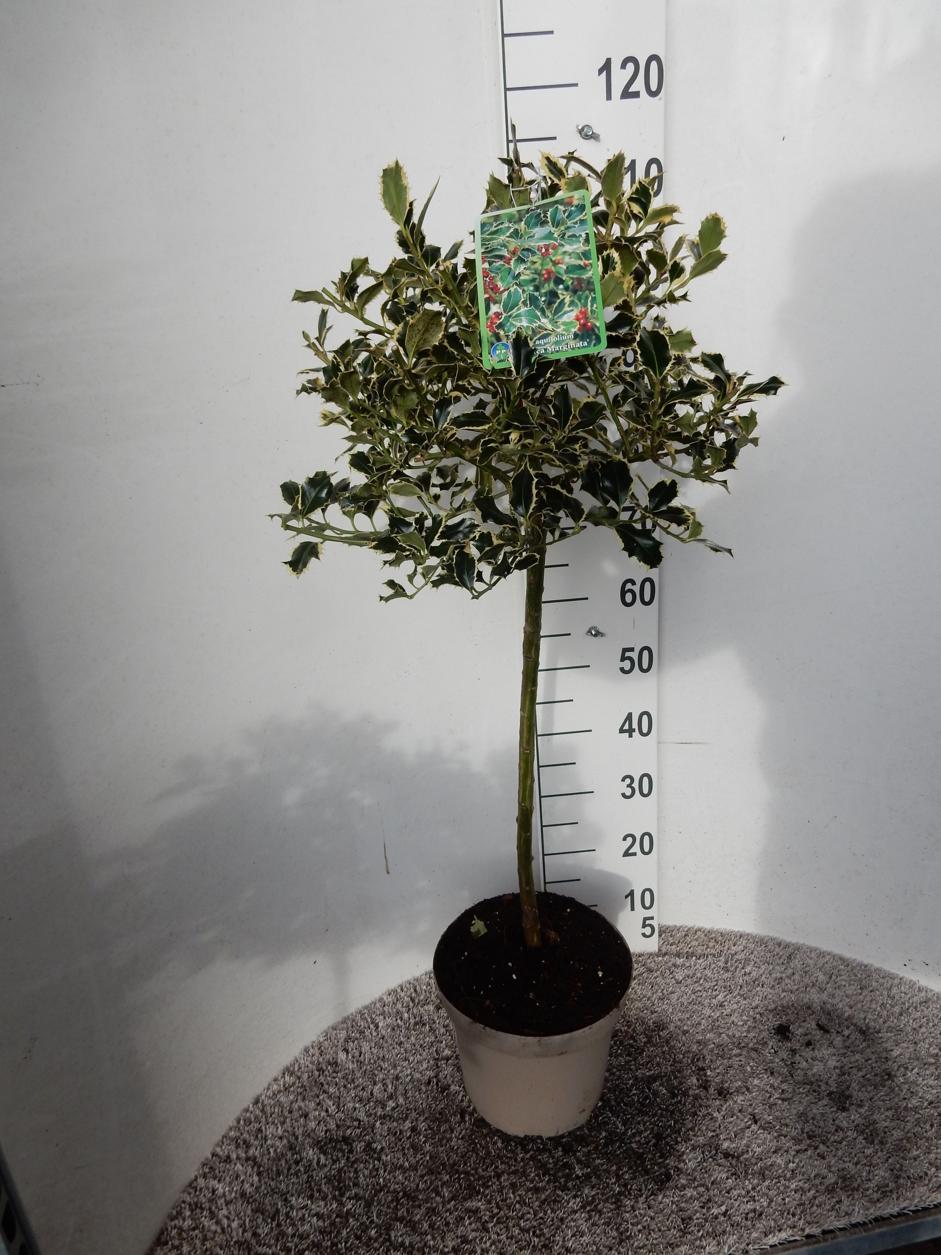 Ilex aquifolium Argentea Marginata 50-60 st. P26 kroon 20 cm, D 26