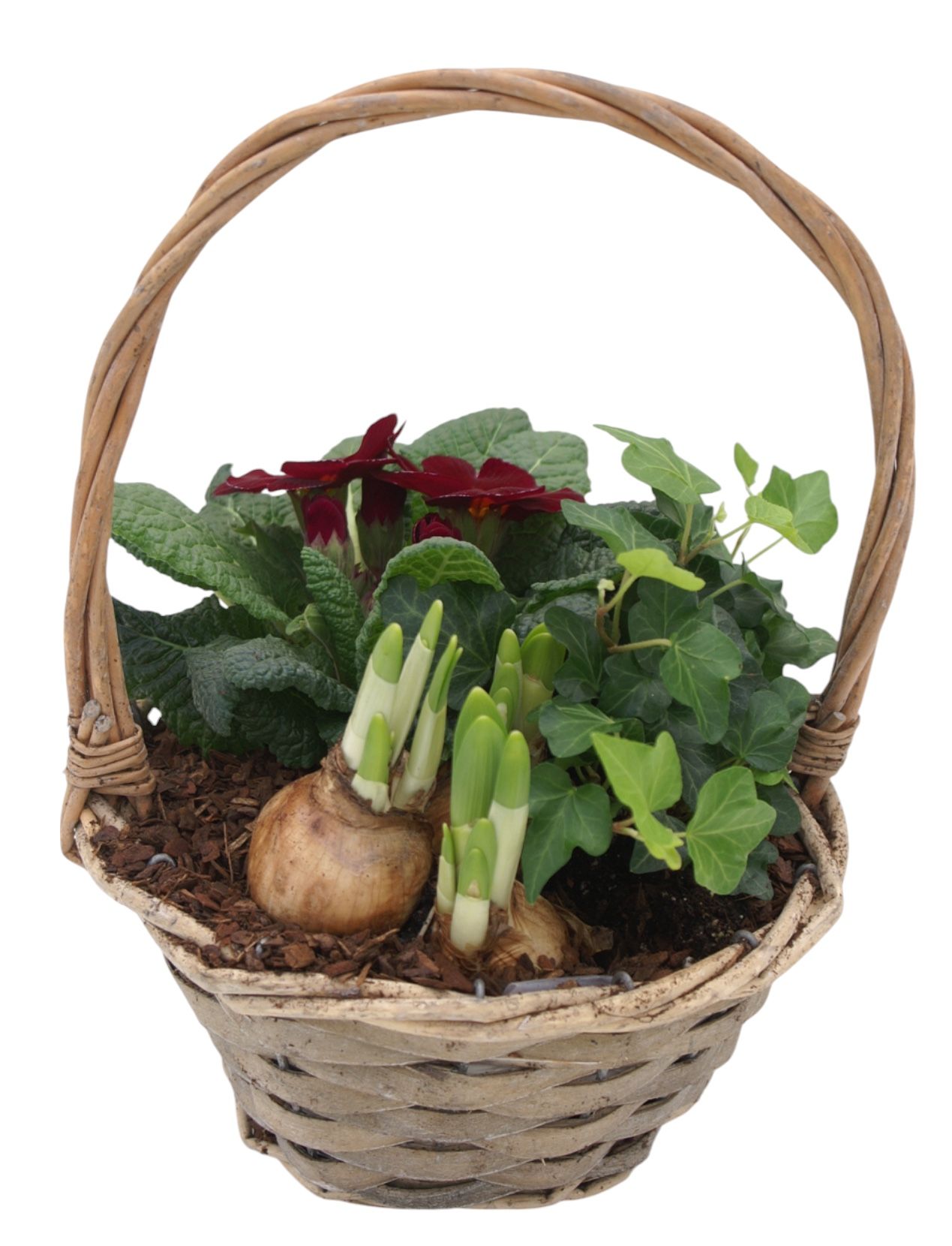 Primula Hengselmand 1x hedr 1x tet 1x prim 577, D 19