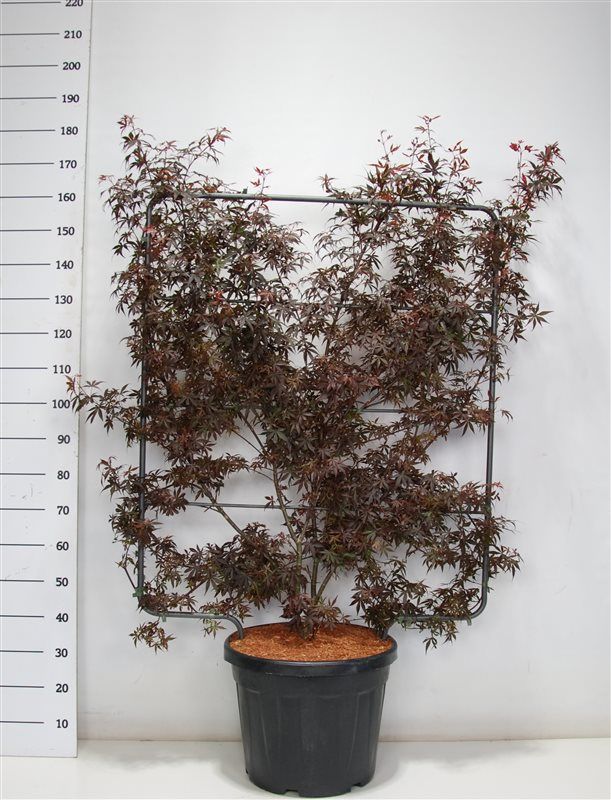 Acer pal. 'Skeeter's Broom', D 48