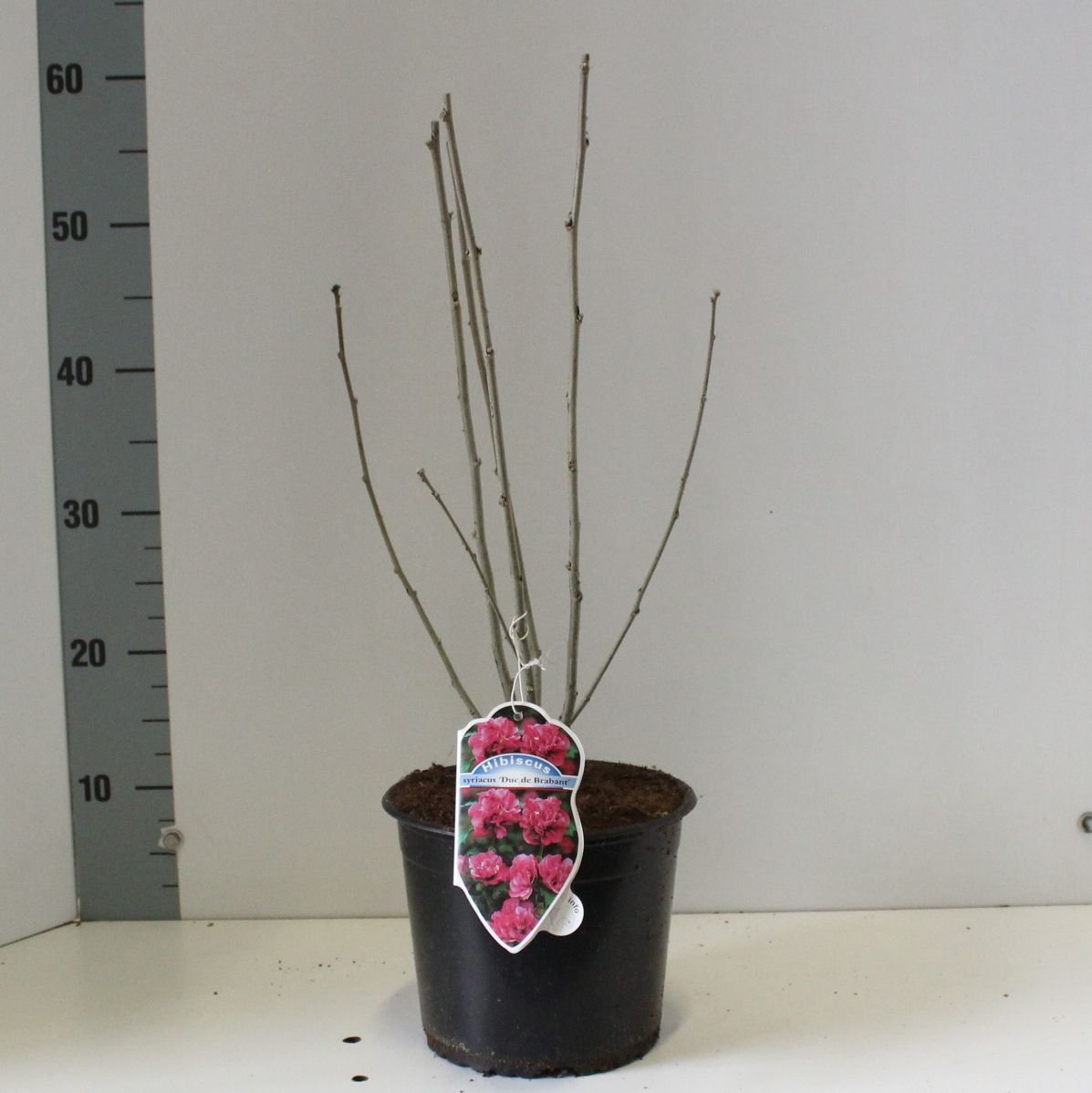 Hibiscus syr. 'Duc de Brabant', D 19