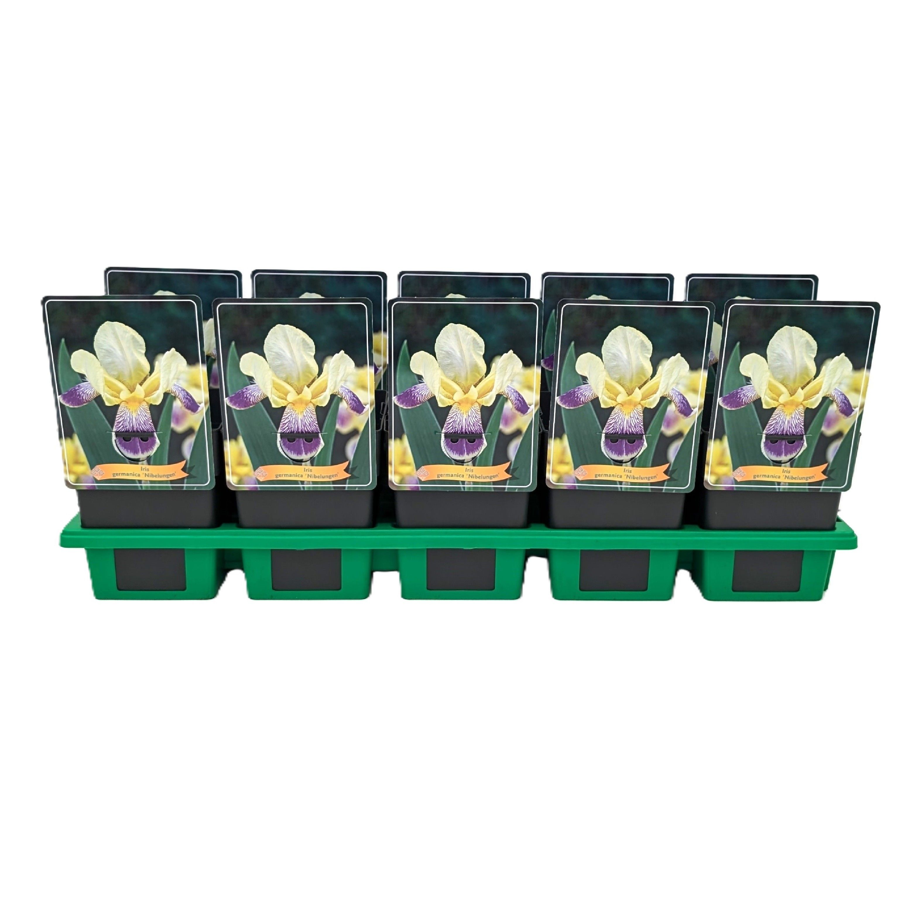 Iris Germanica 'Nibelungen' P11, D 11