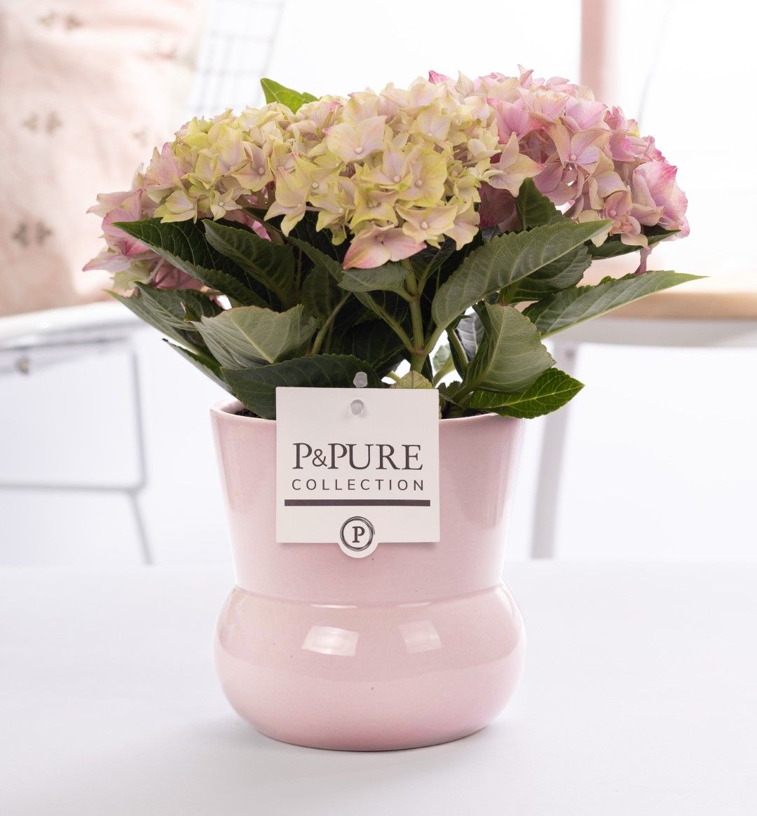 Hydrangea pink in P&PURE Plant Vase Maxima pink, D 10