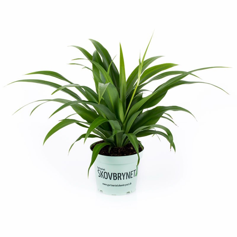 CHLOROPHYTUM COMOSUM 'GRØN', D 12