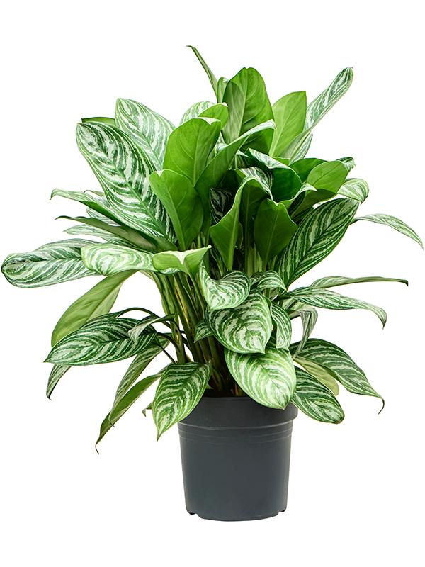 Aglaonema 'Stripes', D 27