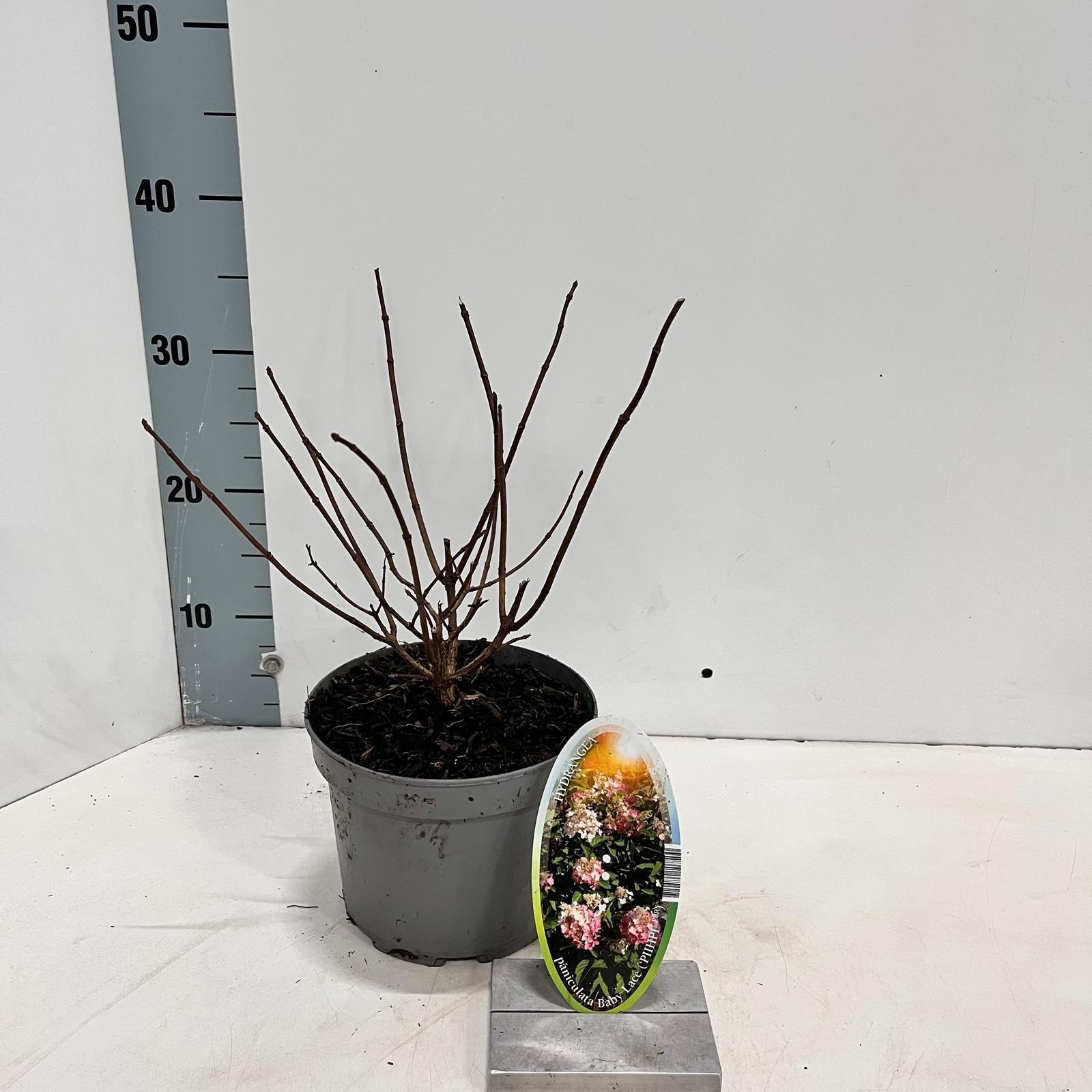 Hydrangea pan. Baby Lace ('PIIHPI'PBR), D 17