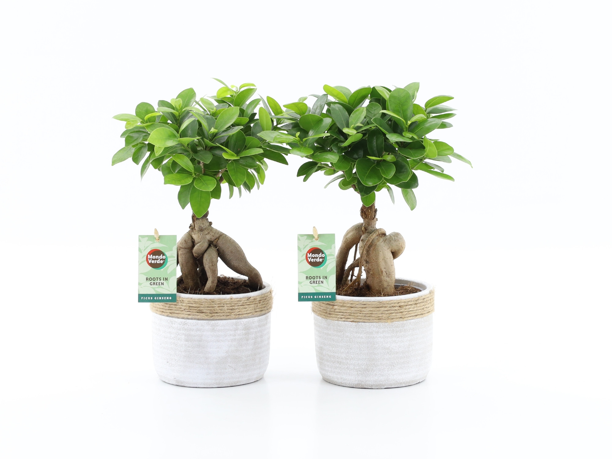 Ficus micr. Ginseng in Sturdy, D 13