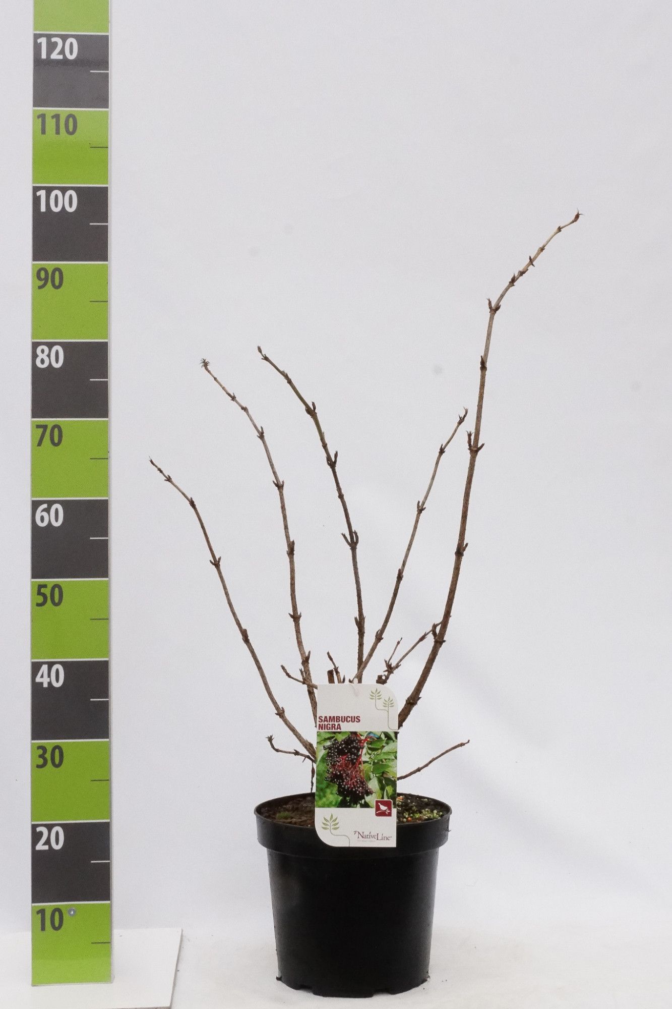 Sambucus nigra C 7,5, D 27