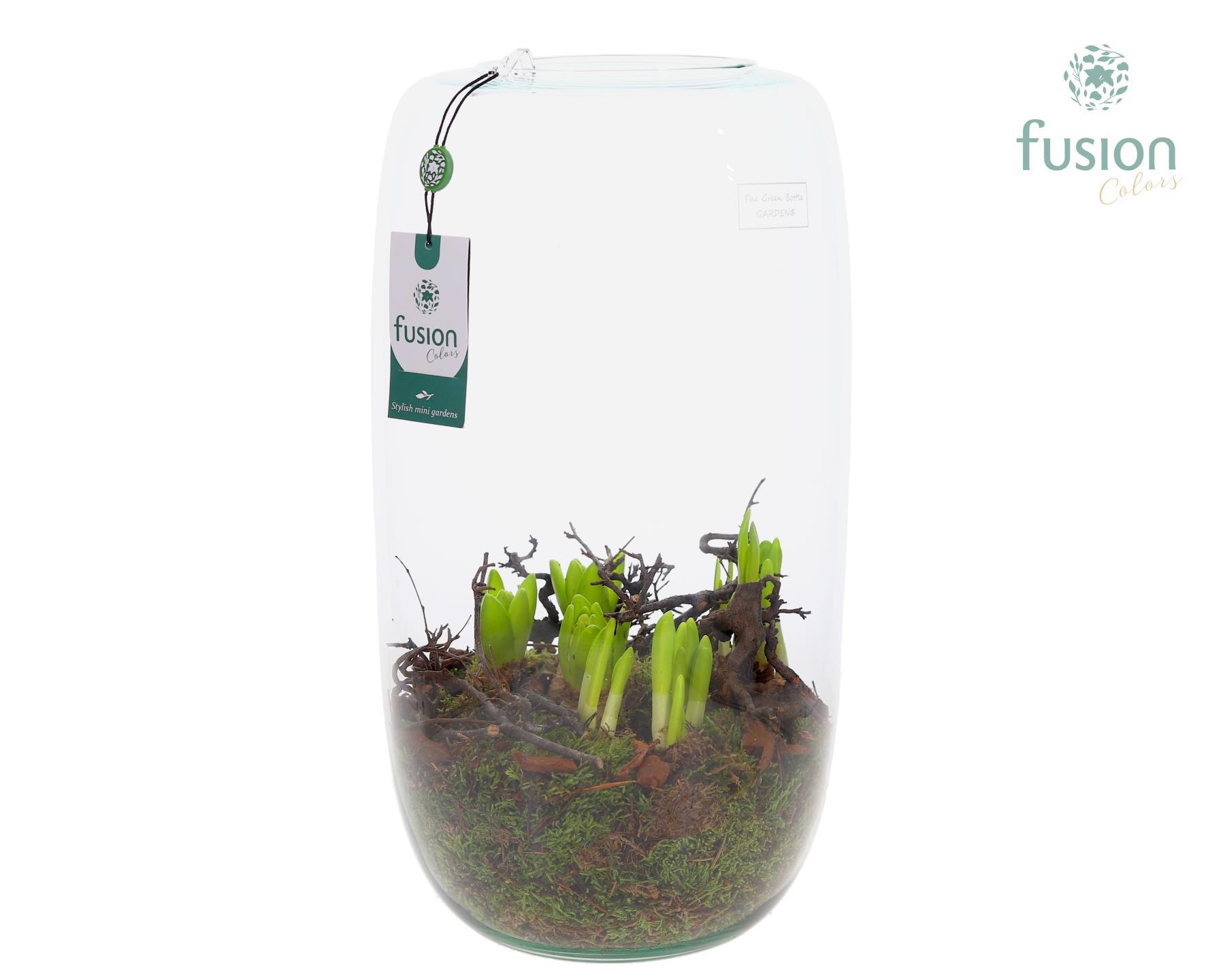 Green Bottle Isabella XXLarge met Bollenmix, D 23