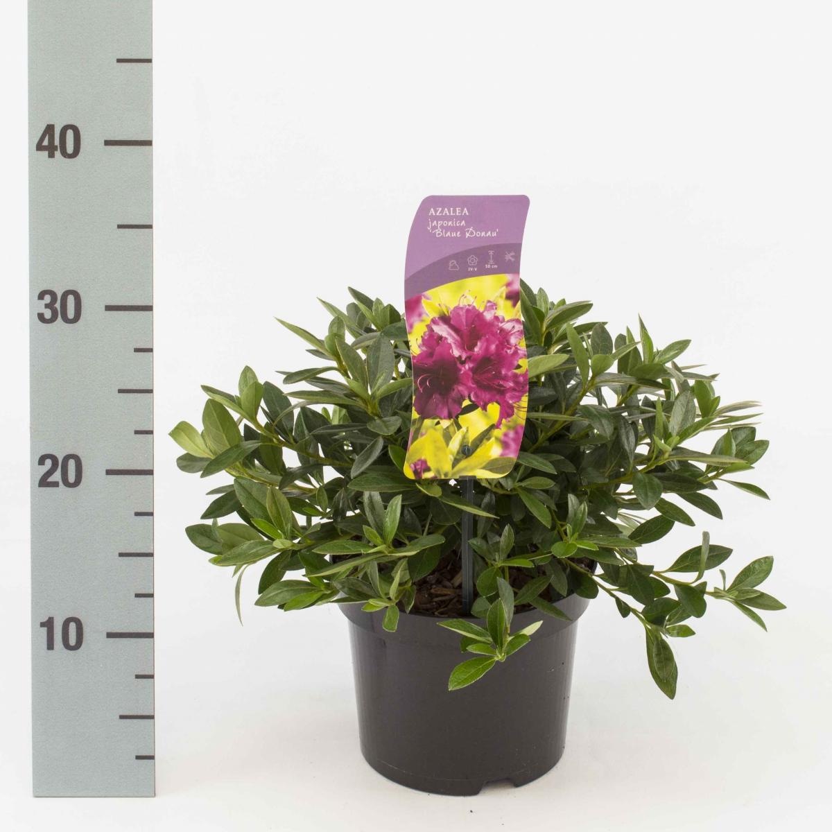 Rhododendron (AJ) 'Königstein', D 17