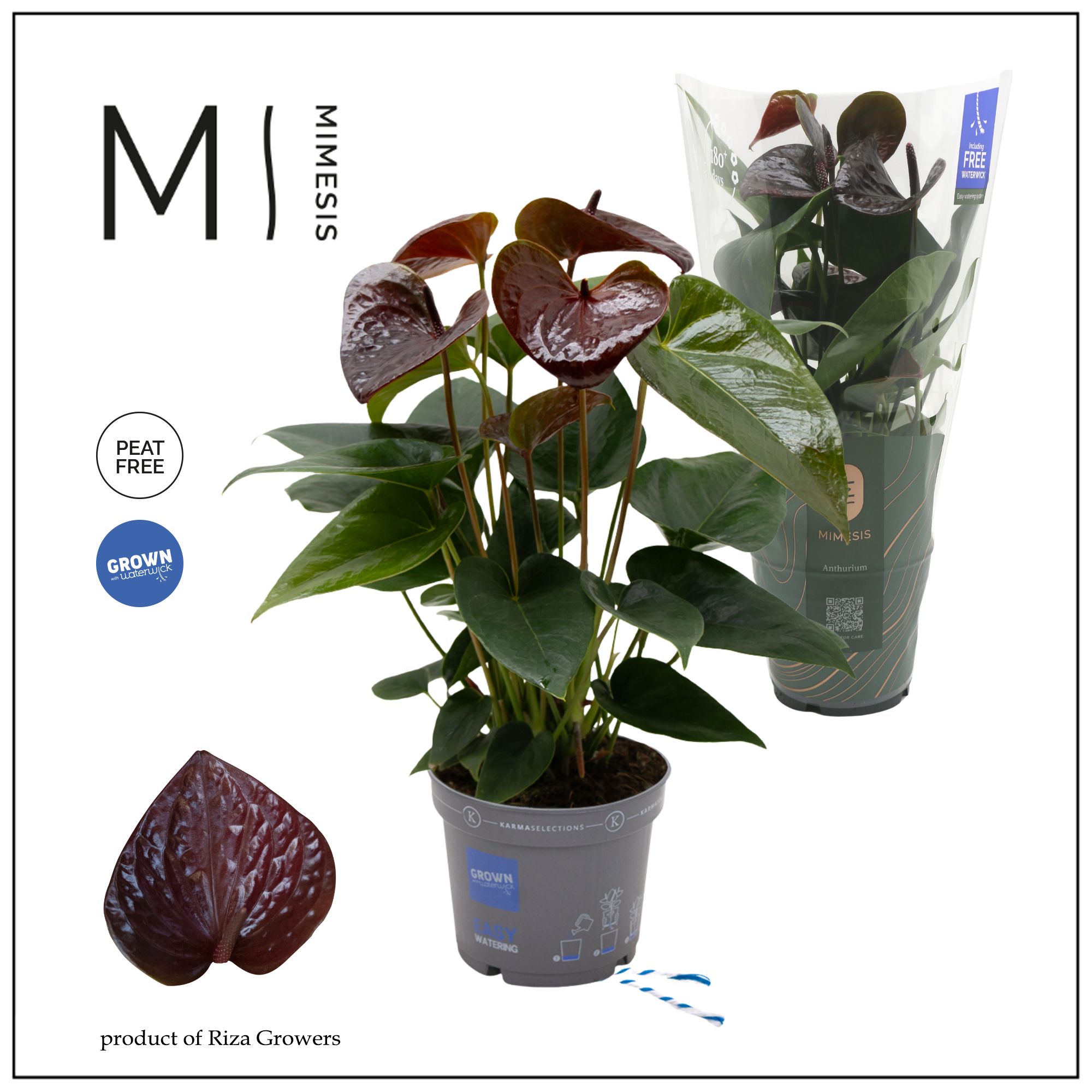 Mimesis Anthurium KARMA Essencia - 12cm, D 12