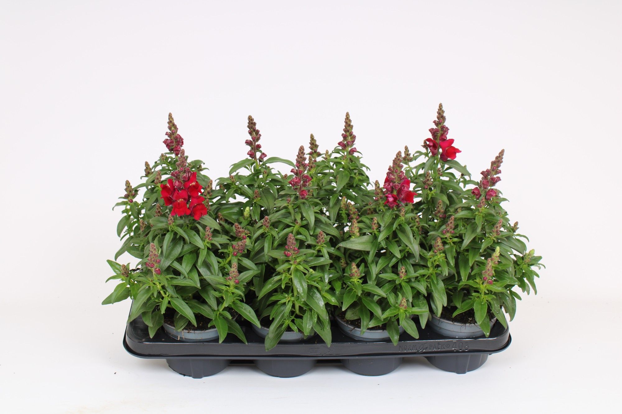 Antirrhinum Majus Red, D 12