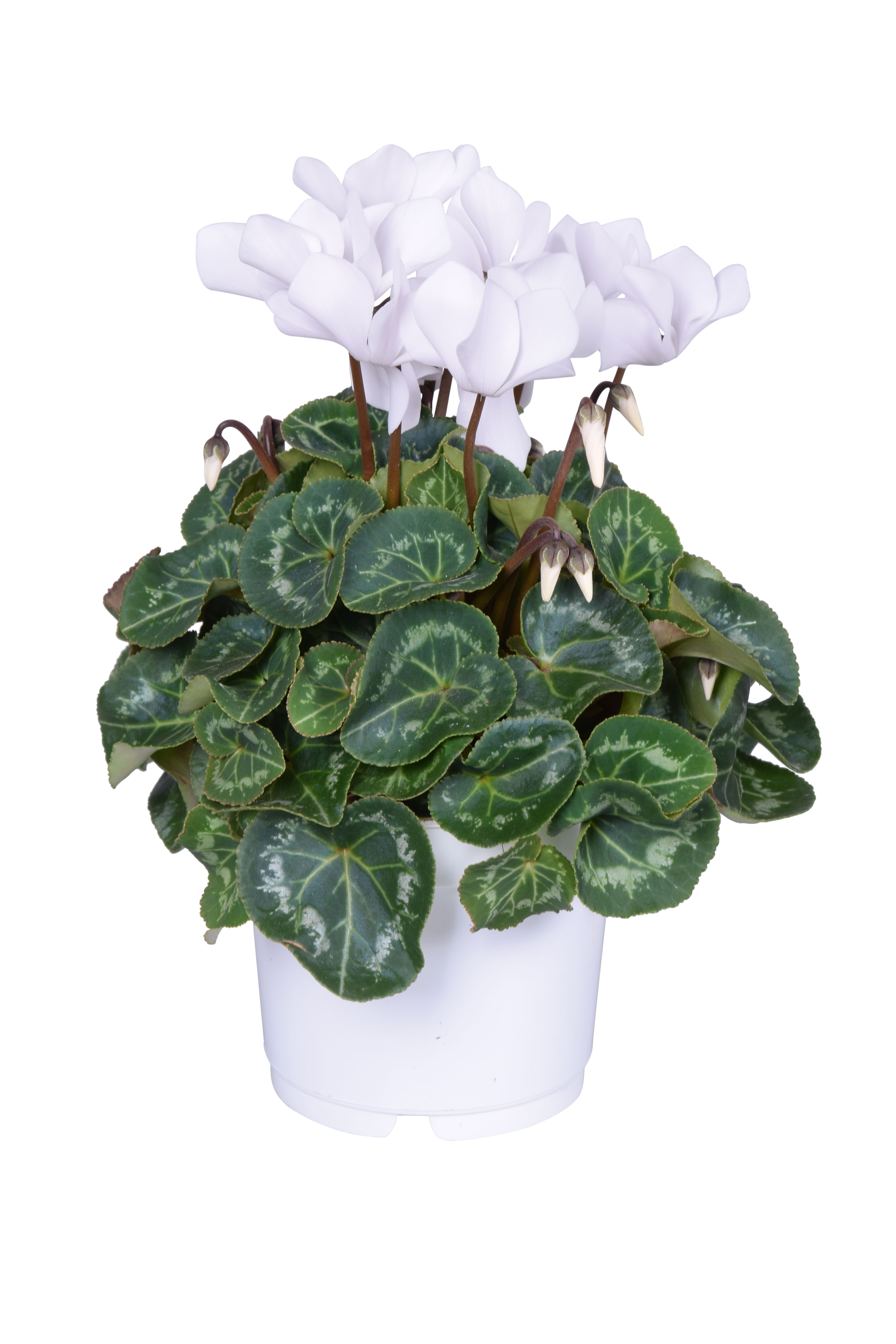Cyclamen Super Serie Allure in Ton sur Ton kweekpot wit, D 12