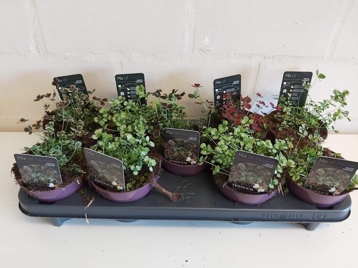 Trifolium in soorten Mix in tray, D 12