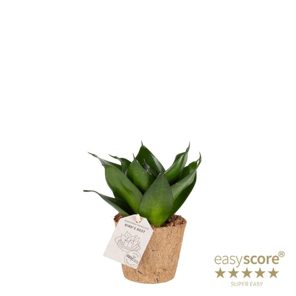 Sansevieria´Hahnii Black´ - COCOZ, D 9