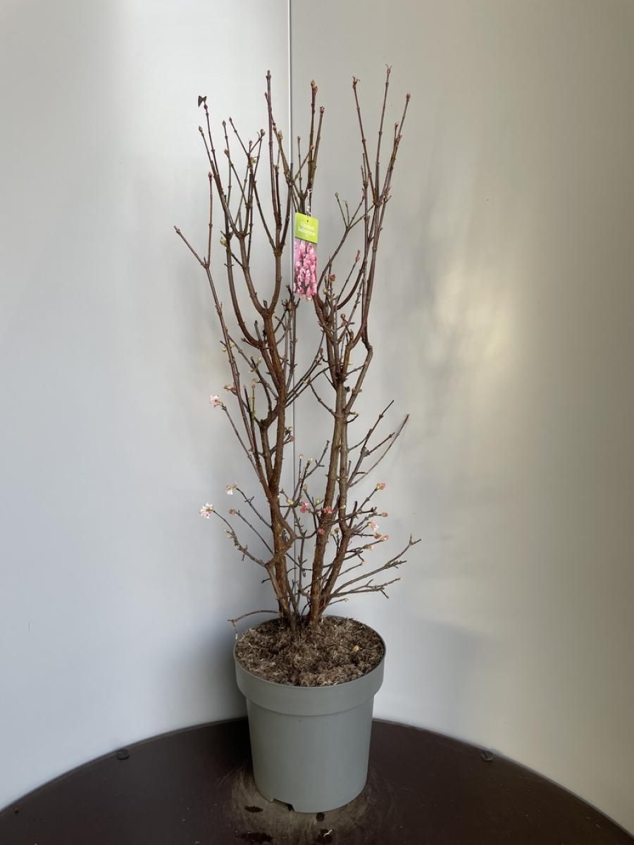 Viburnum bodn. 'Dawn', D 32