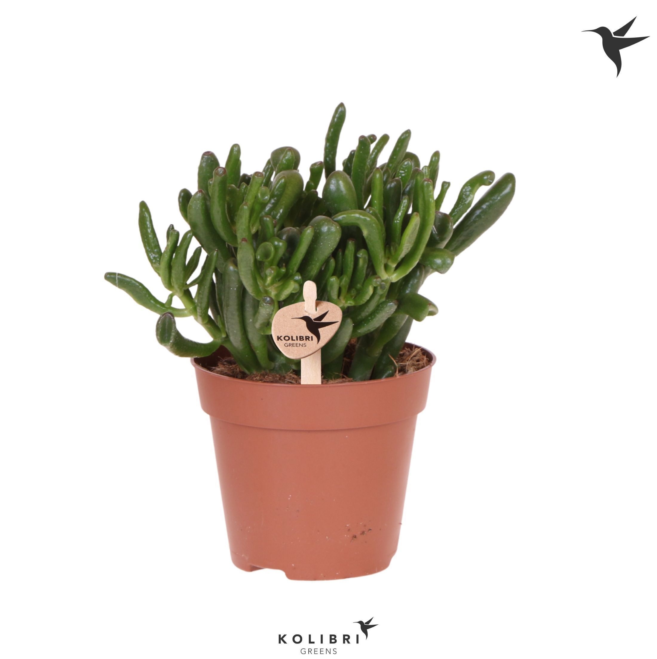 Kolibri Greens Succulenten Crassula Hobbit, D 12