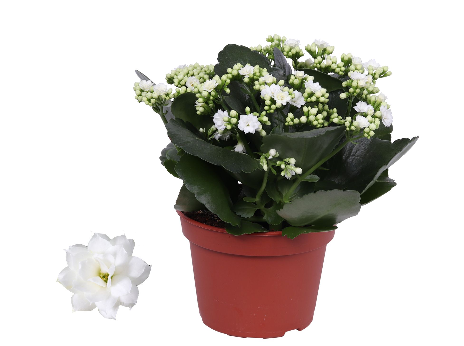 Kalanchoe Rosalina 15cm Don Dione wit, Zonder hoes, D 15