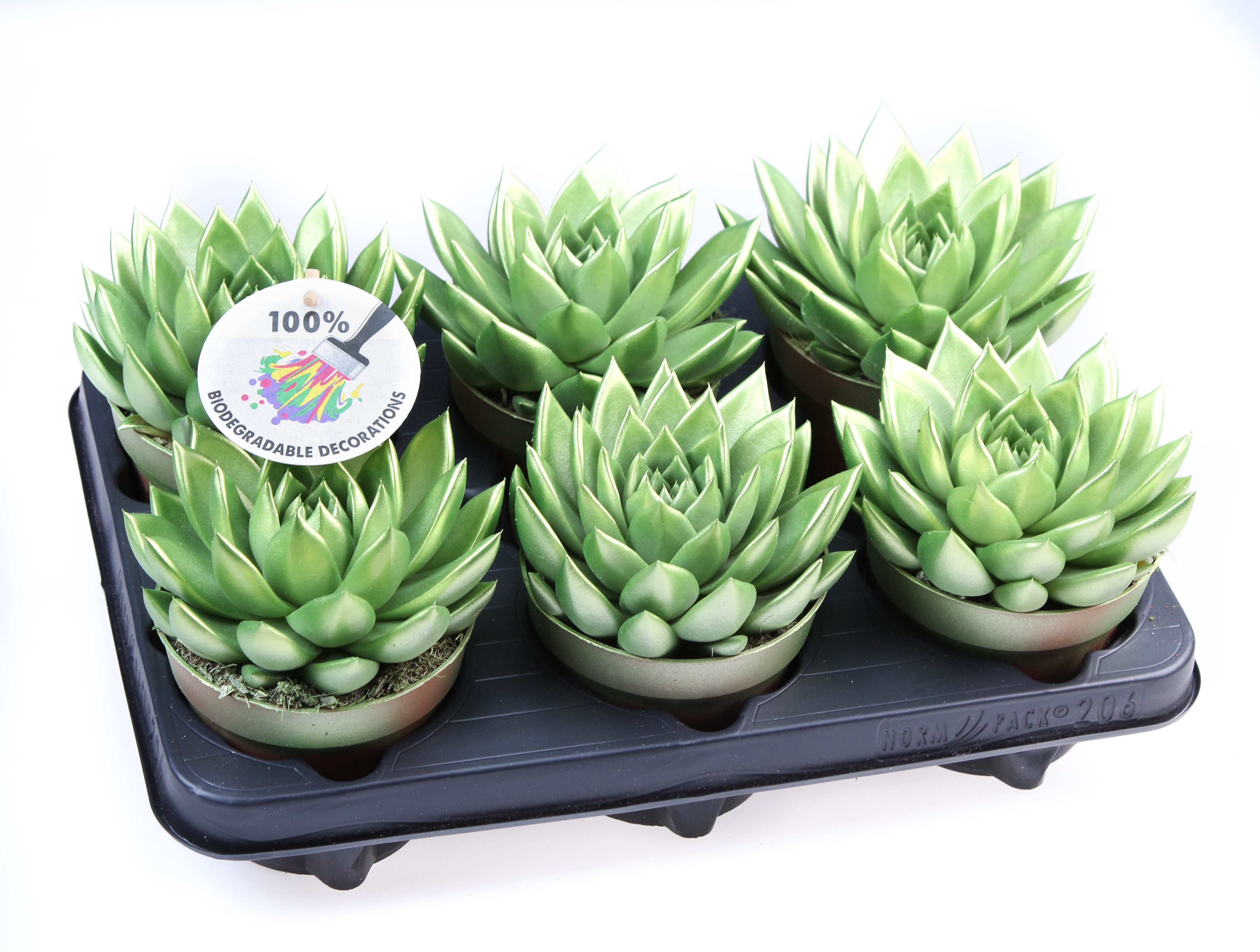 Rainbow Metallic green, D 12