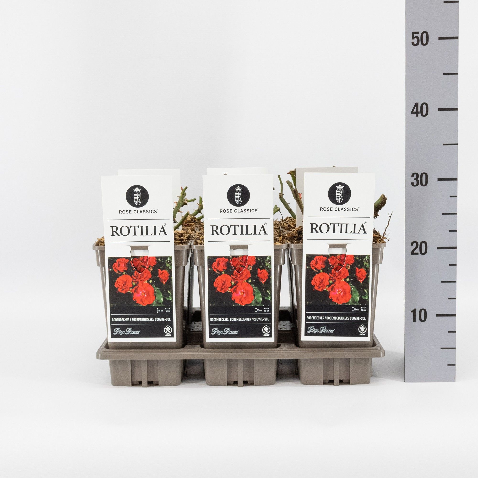 Rosa (P) Rotilia ®, C3, D 17