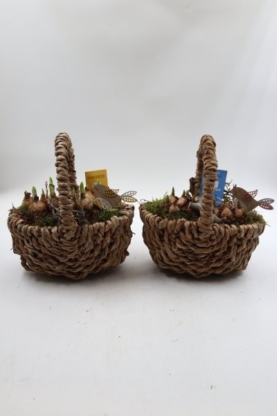 Bollen, touwmand M; mix, D 23