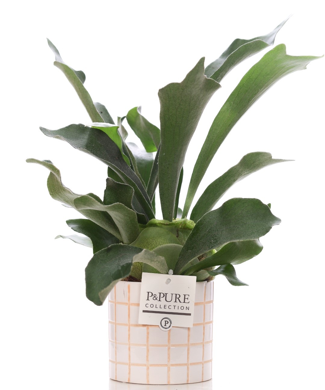 Platycerium Bif. in P&PURE Tirza ceramics, D 12