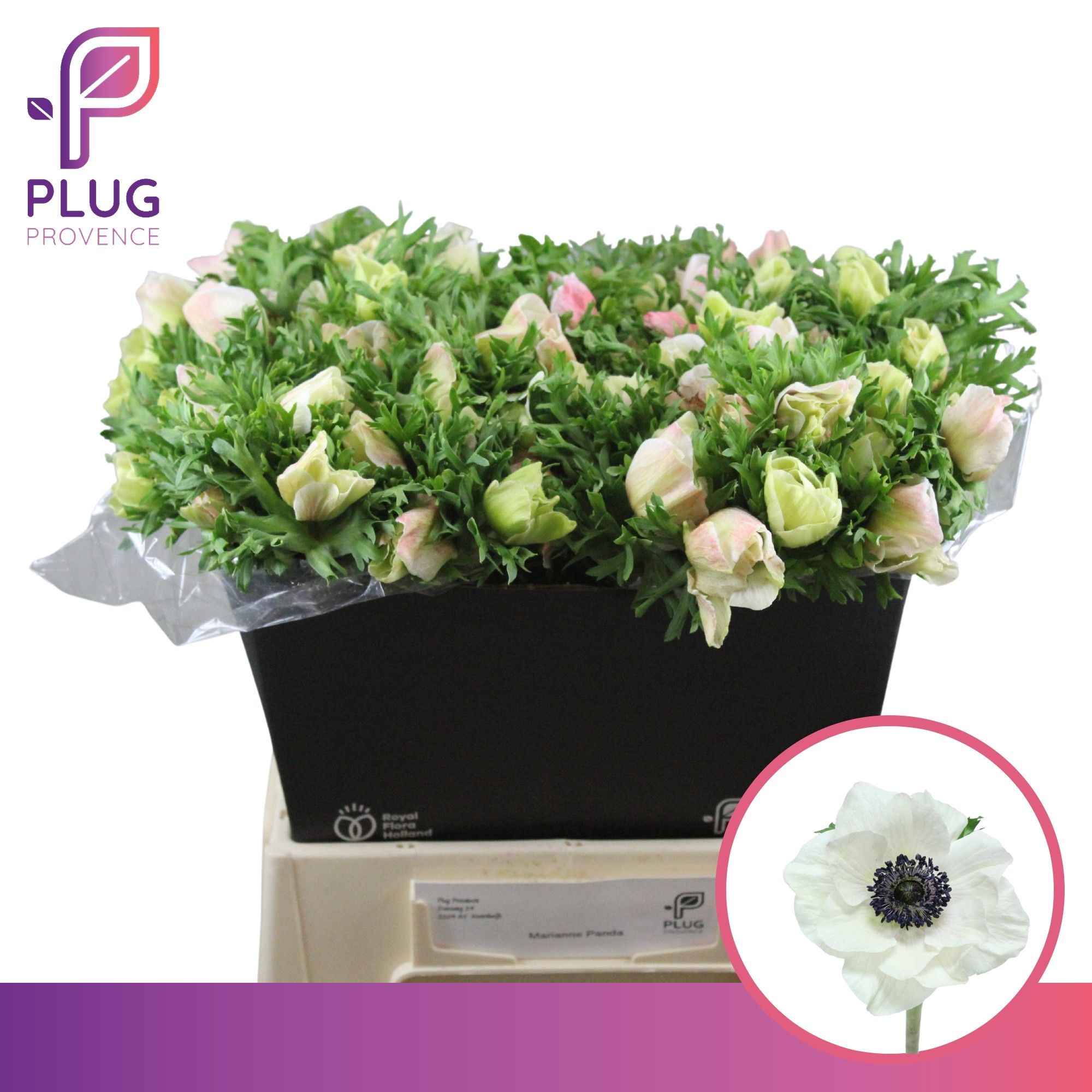 Анемон Мариане Панда 50 (бел.), шт.