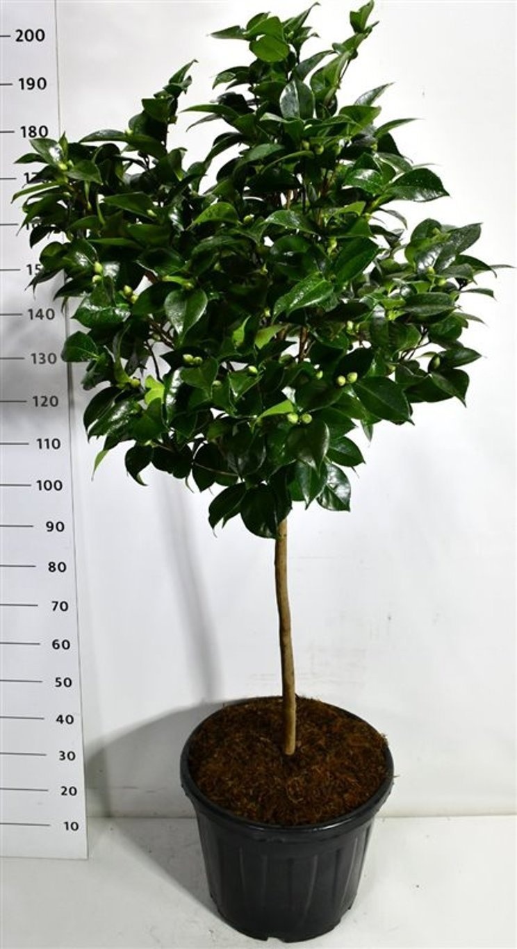 Camellia j. 'Nuccio's Pearl', D 52