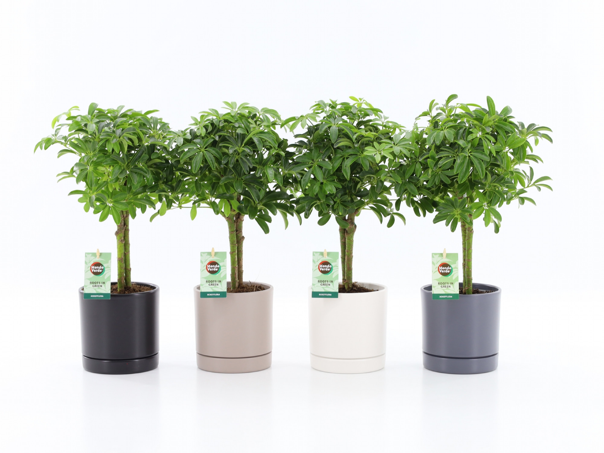 Schefflera Luseana in Hainan keramiek 4 kleuren, D 13