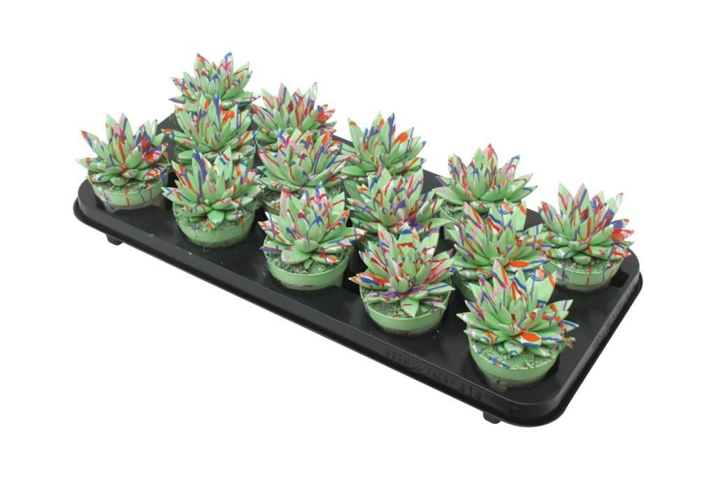 Miranda coloured Splash pastel green, D 8,5