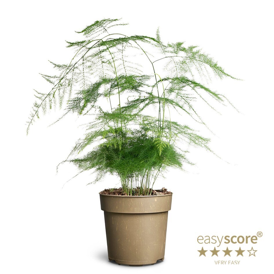 ASPARAGUS PLUMOSUS, D 11