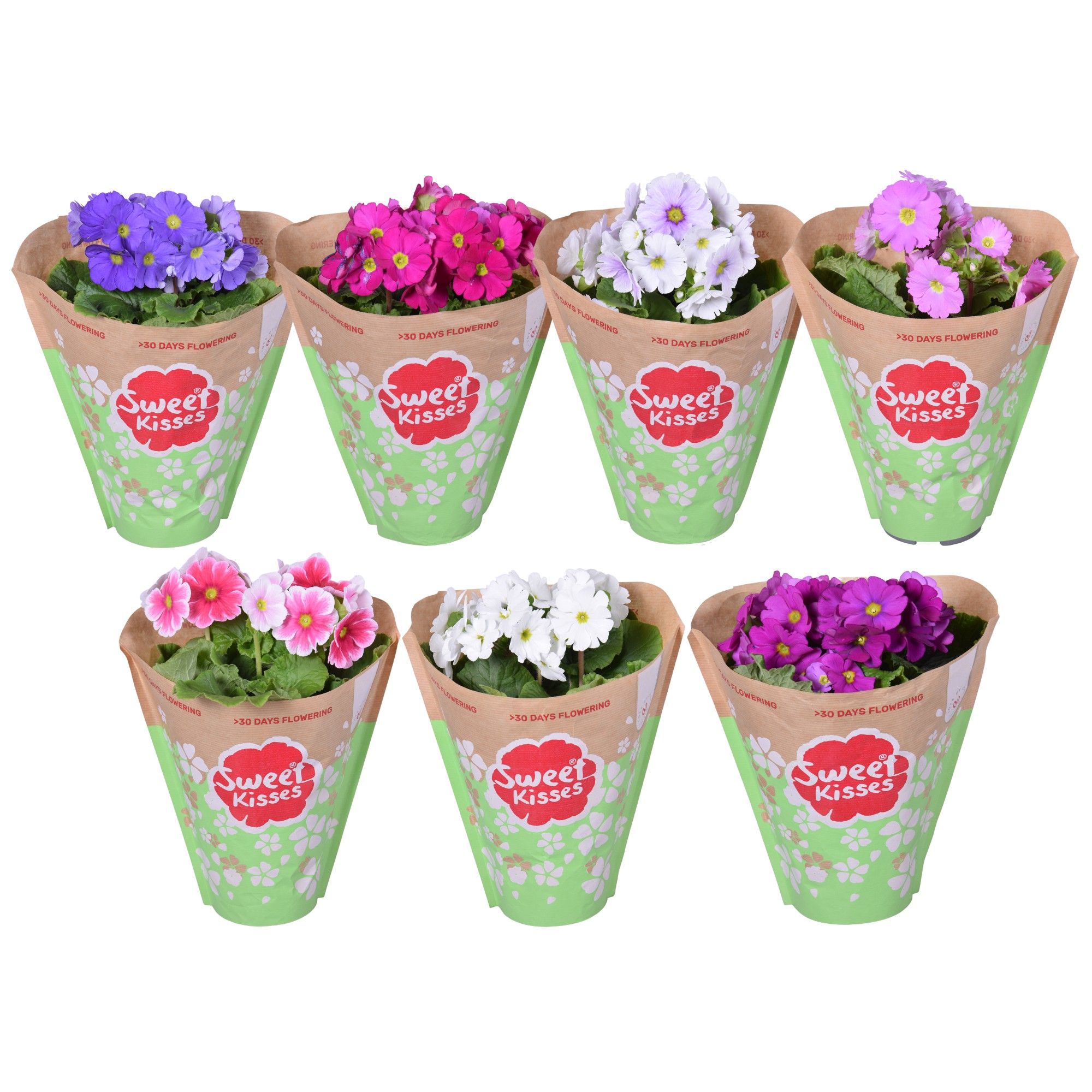 Pr. Sweet Kisses MixKAR in Papieren Hoes, D 12