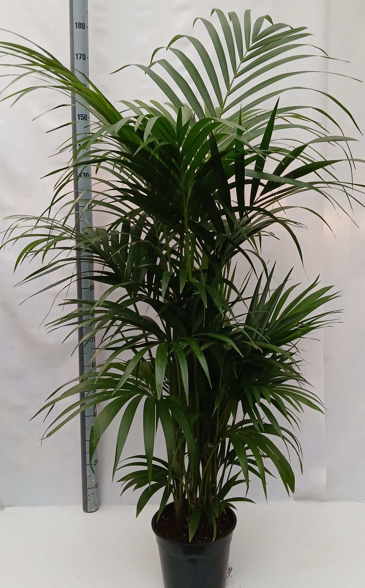 Howea forsteriana, D 27