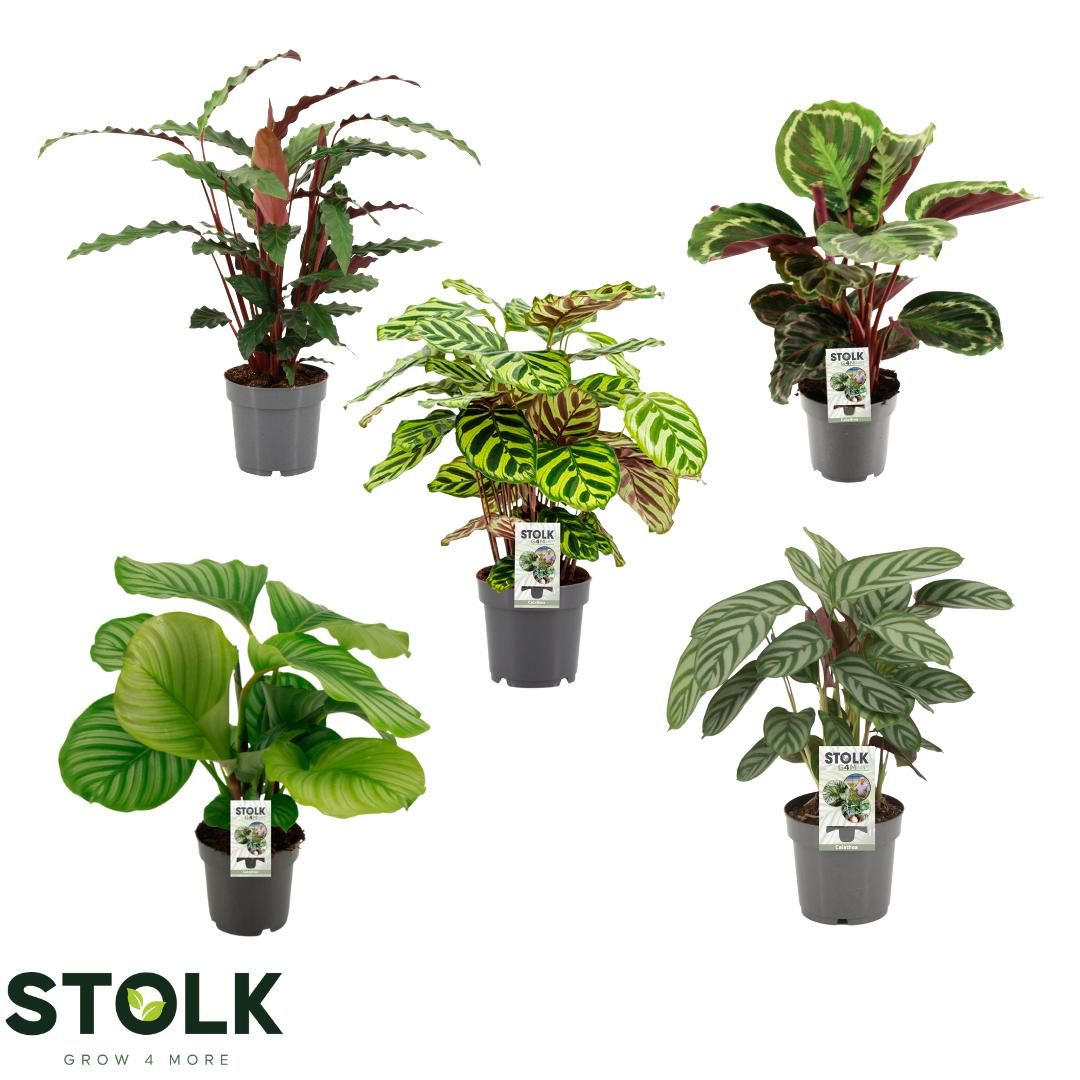 Calathea 14cm 3 soorten mix, D 14