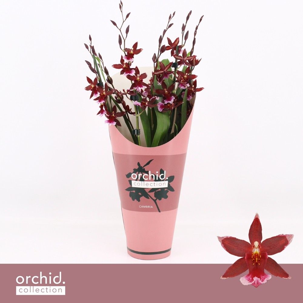 Barrocco Red, 7+ spike Compact 'Orchid Collection' Potcover, D 12